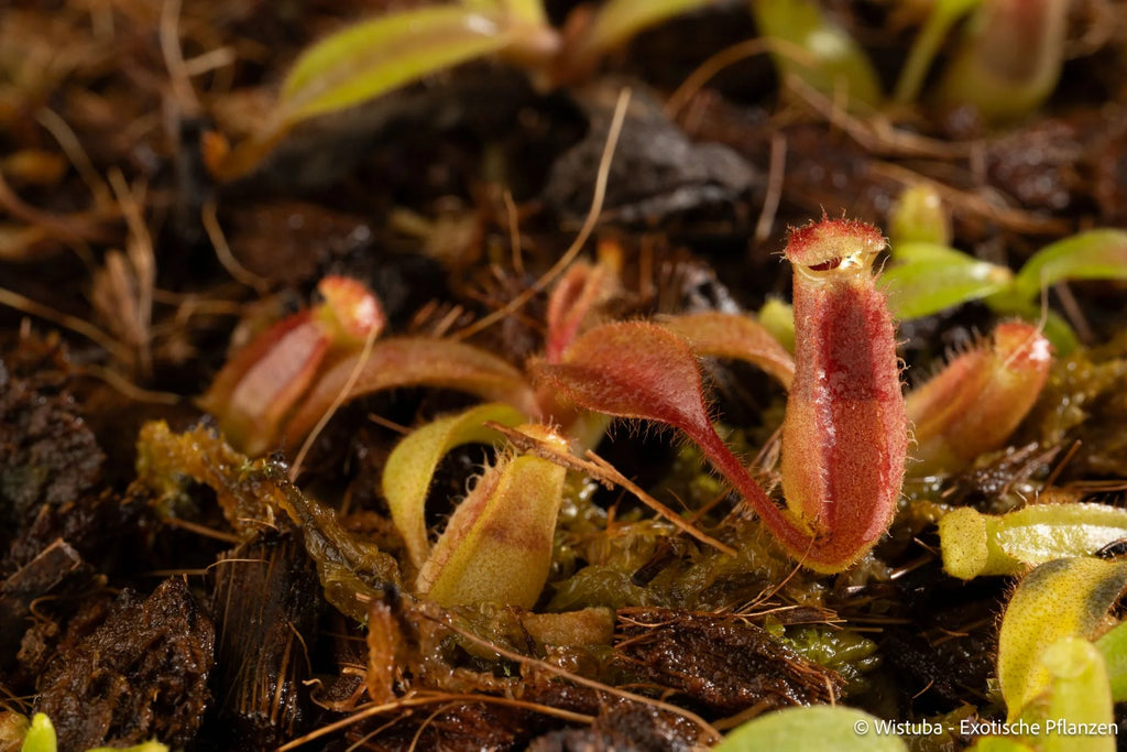 Nepenthes (veitchii x lowii) x eymae 大森食虫植物農園