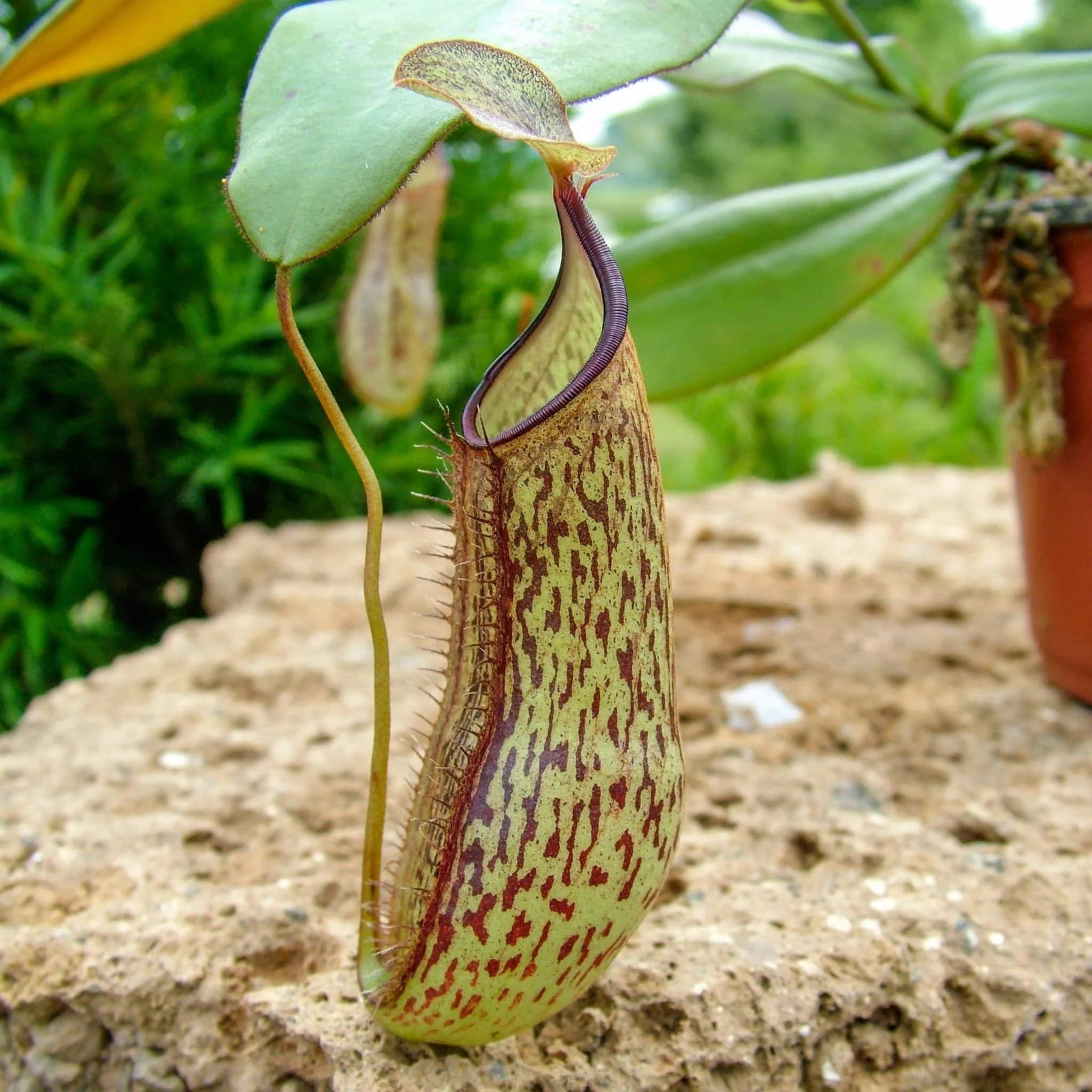 Nepenthes adnata, Kelog Sembilan, 8-10 cm 大森食虫植物農園