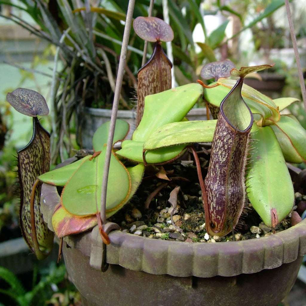 Nepenthes adnata, Kelog Sembilan, 8-10 cm 大森食虫植物農園