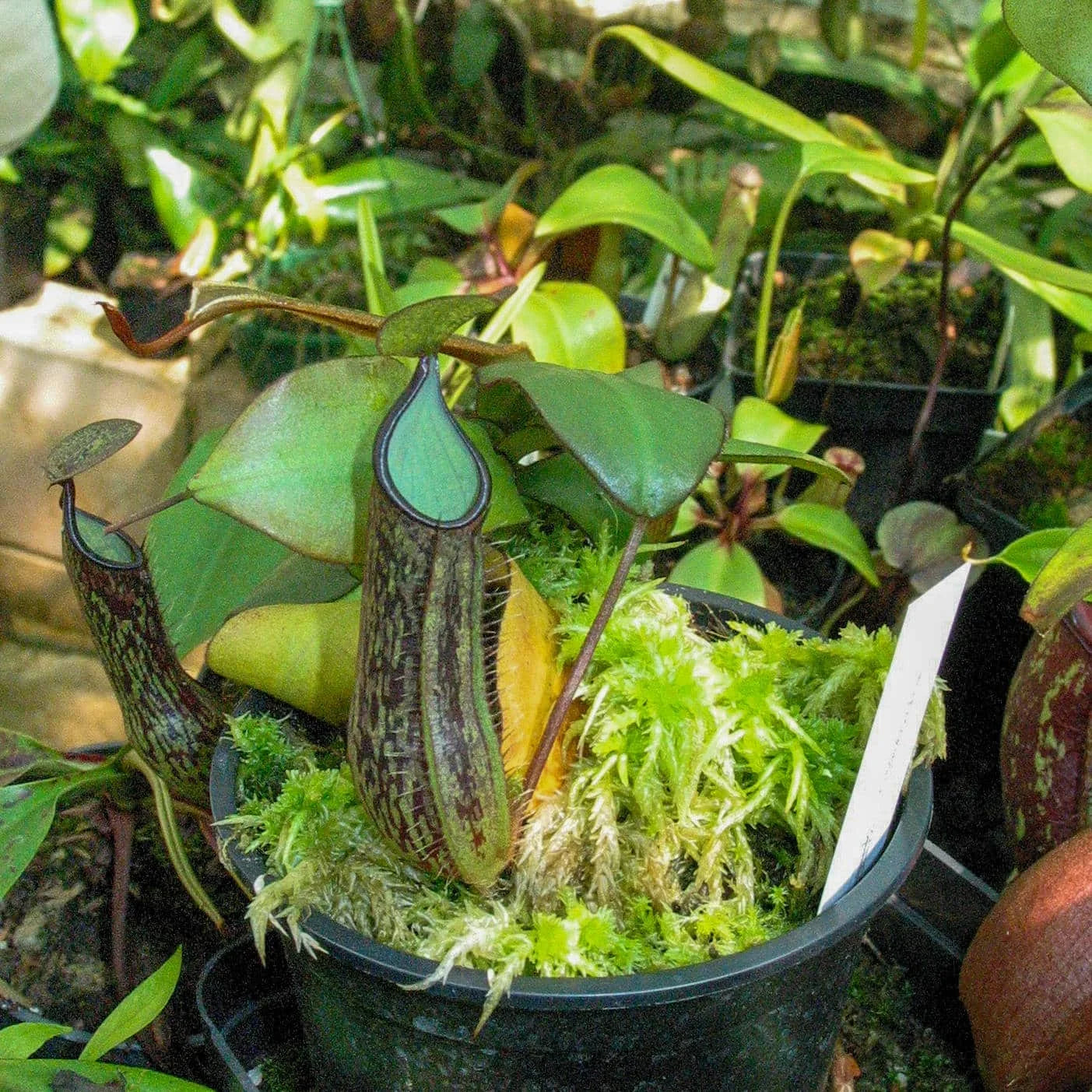 Nepenthes adnata, Kelog Sembilan, 8-10 cm 大森食虫植物農園