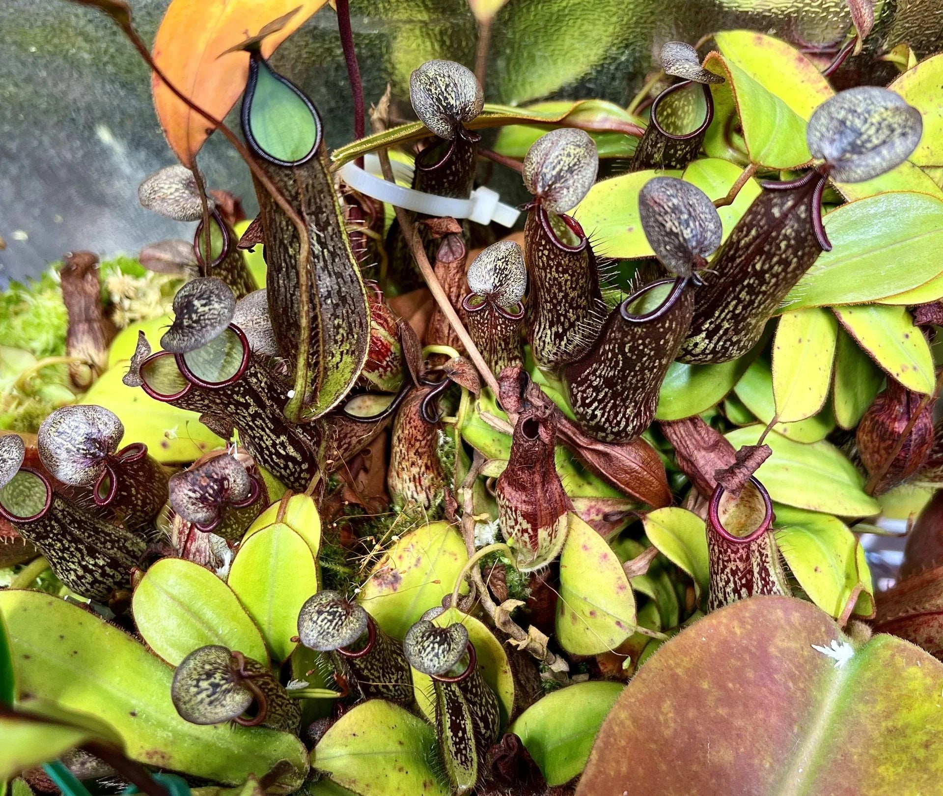 Nepenthes adnata (Kelog Sembilan, Sumatra) 大森食虫植物農園