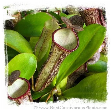 Nepenthes adnata x campanulata [BCP ID# N323] / 2株の苗, 4-12 cm 大森食虫植物農園