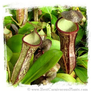 Nepenthes adnata x campanulata [BCP ID# N323] / 2株の苗, 4-12 cm 大森食虫植物農園