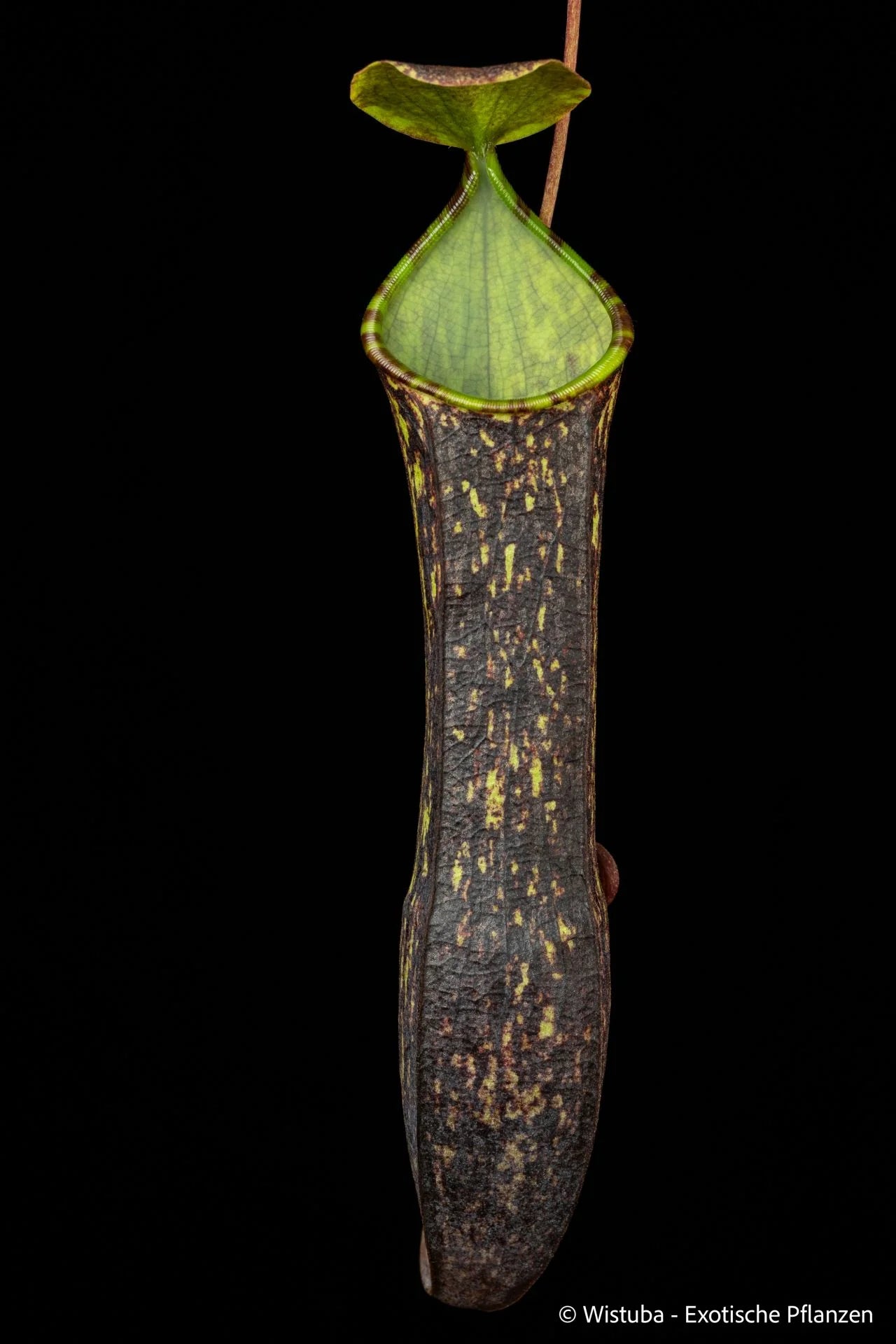 Nepenthes adnata x muluensis 大森食虫植物農園