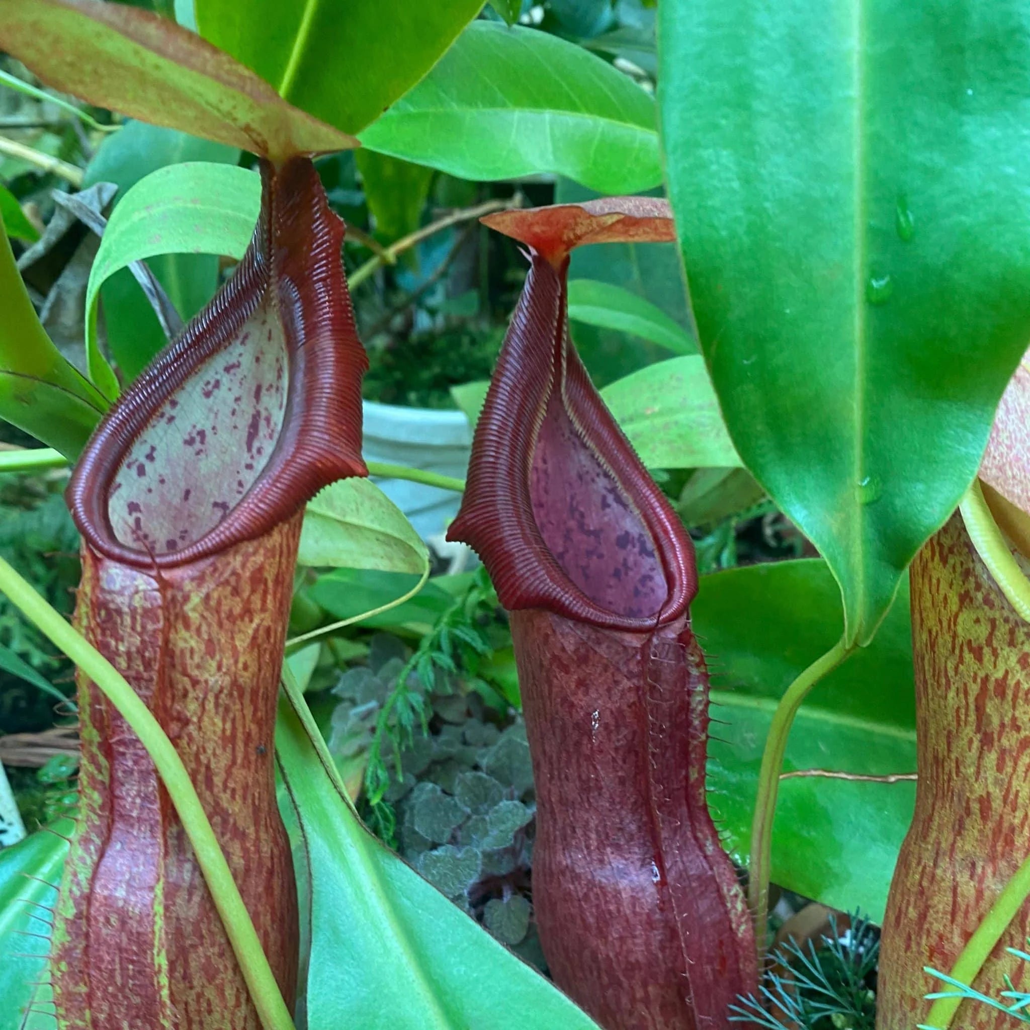 Nepenthes adrianii, Java, 10-14 cm 大森食虫植物農園