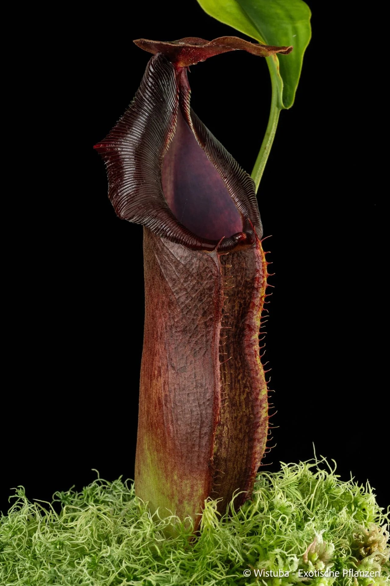Nepenthes adrianii  (Sumatra) 大森食虫植物農園