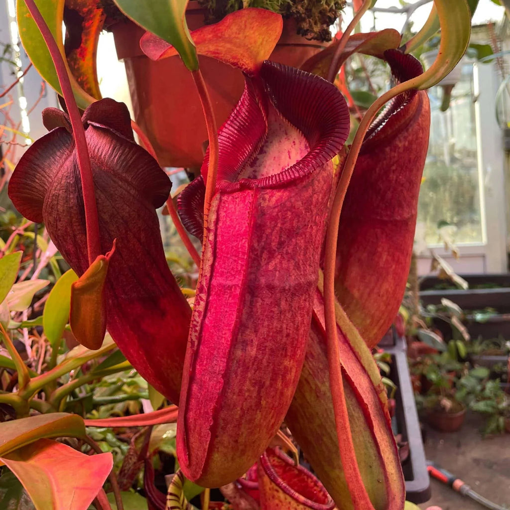 Nepenthes adrianii x trusmadiensis, 15-20 cm 大森食虫植物農園