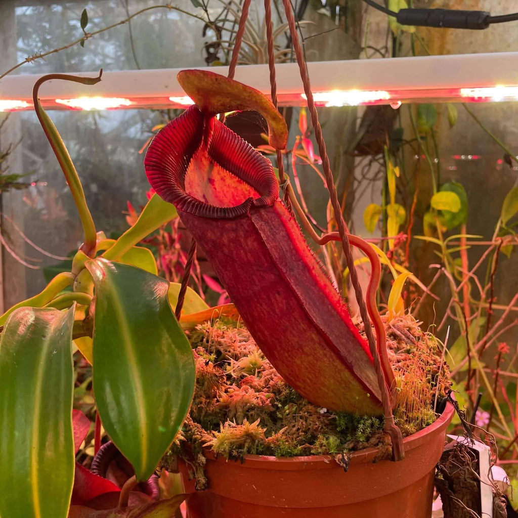 Nepenthes adrianii x trusmadiensis, 15-20 cm 大森食虫植物農園