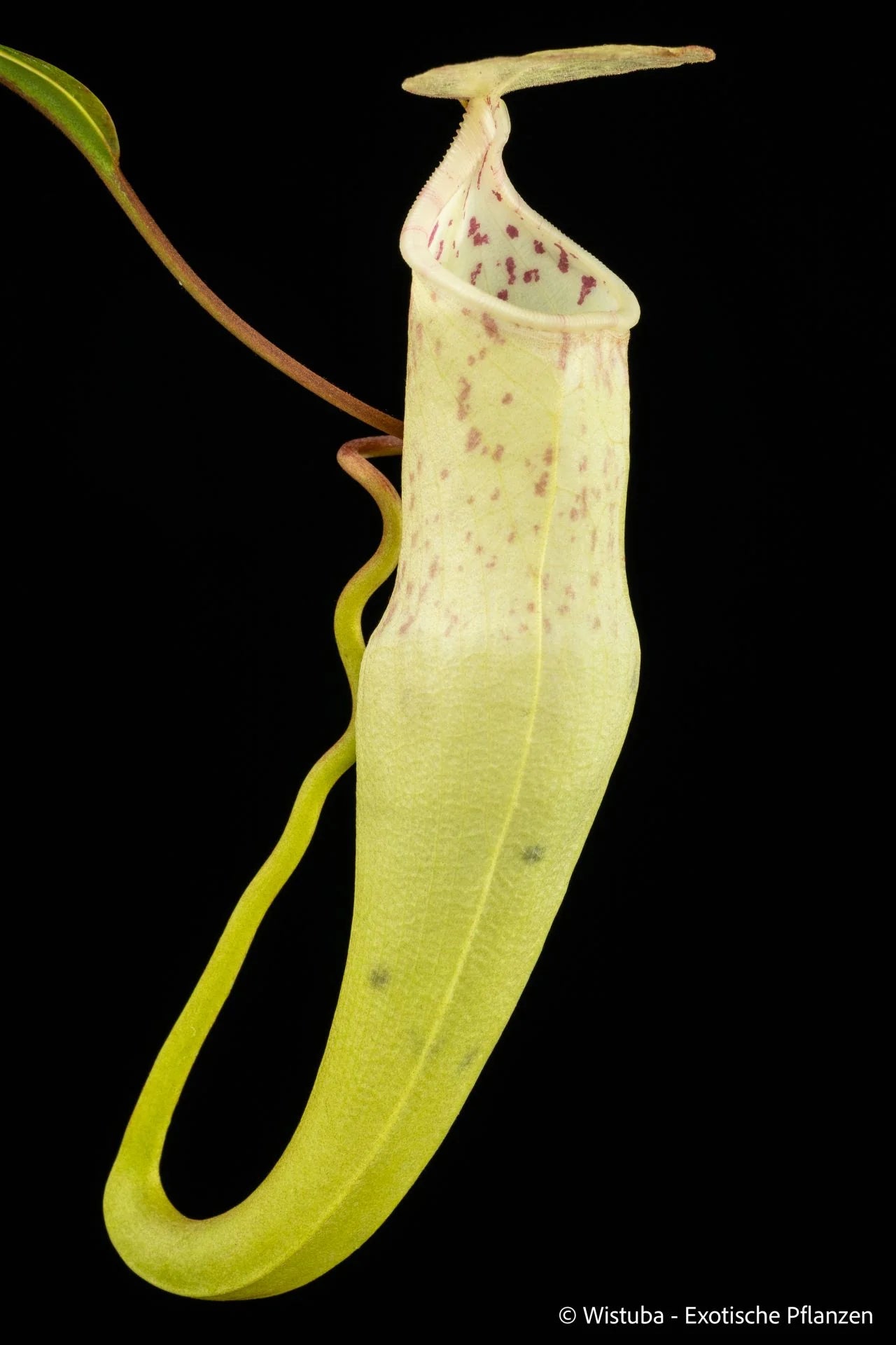 Nepenthes alba 大森食虫植物農園