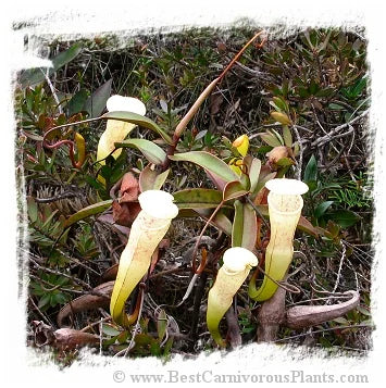 Nepenthes alba {clone N184-50, Gunung Tahan, Peninsular Malaysia} [BCP ID# N184-50] / 1株の苗, サイズ 5-10 cm 大森食虫植物農園