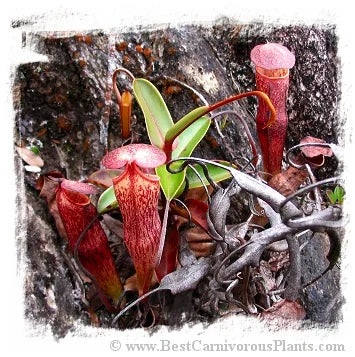 Nepenthes alba {clone N184-50, Gunung Tahan, Peninsular Malaysia} [BCP ID# N184-50] / 1株の苗, サイズ 5-10 cm 大森食虫植物農園