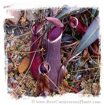 Nepenthes albomarginata {red plants, red traps, G. Jerai, Kedah, Malaysia} [BCP ID# N203, N205] / 1株の苗, サイズ 5-10 cm 大森食虫植物農園