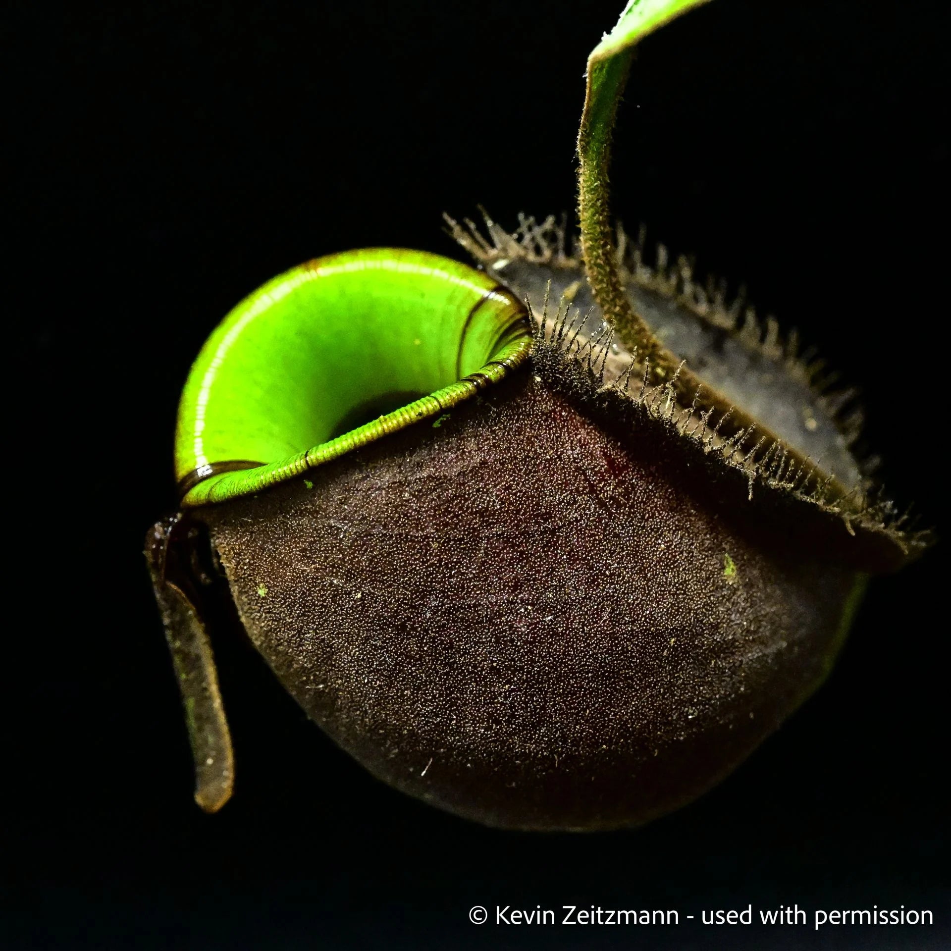 Nepenthes ampullaria (Black Miracle) 大森食虫植物農園