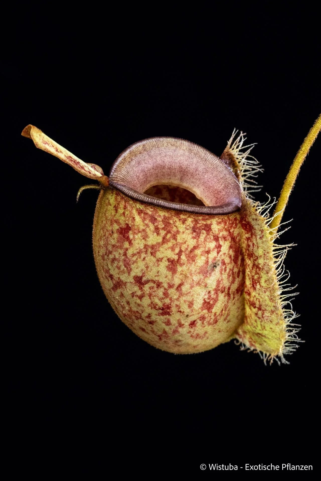 Nepenthes ampullaria (Sendwa, Irian Jaya) 大森食虫植物農園