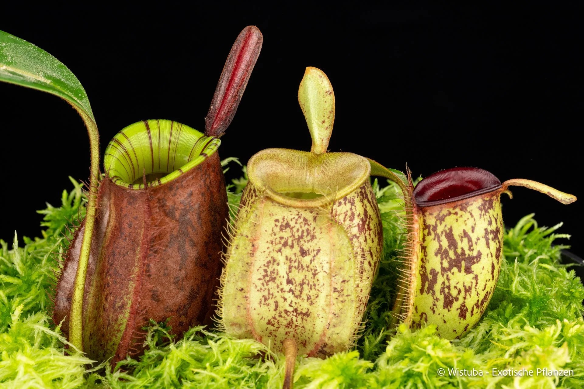 Nepenthes ampullaria (different colour varieties) 大森食虫植物農園
