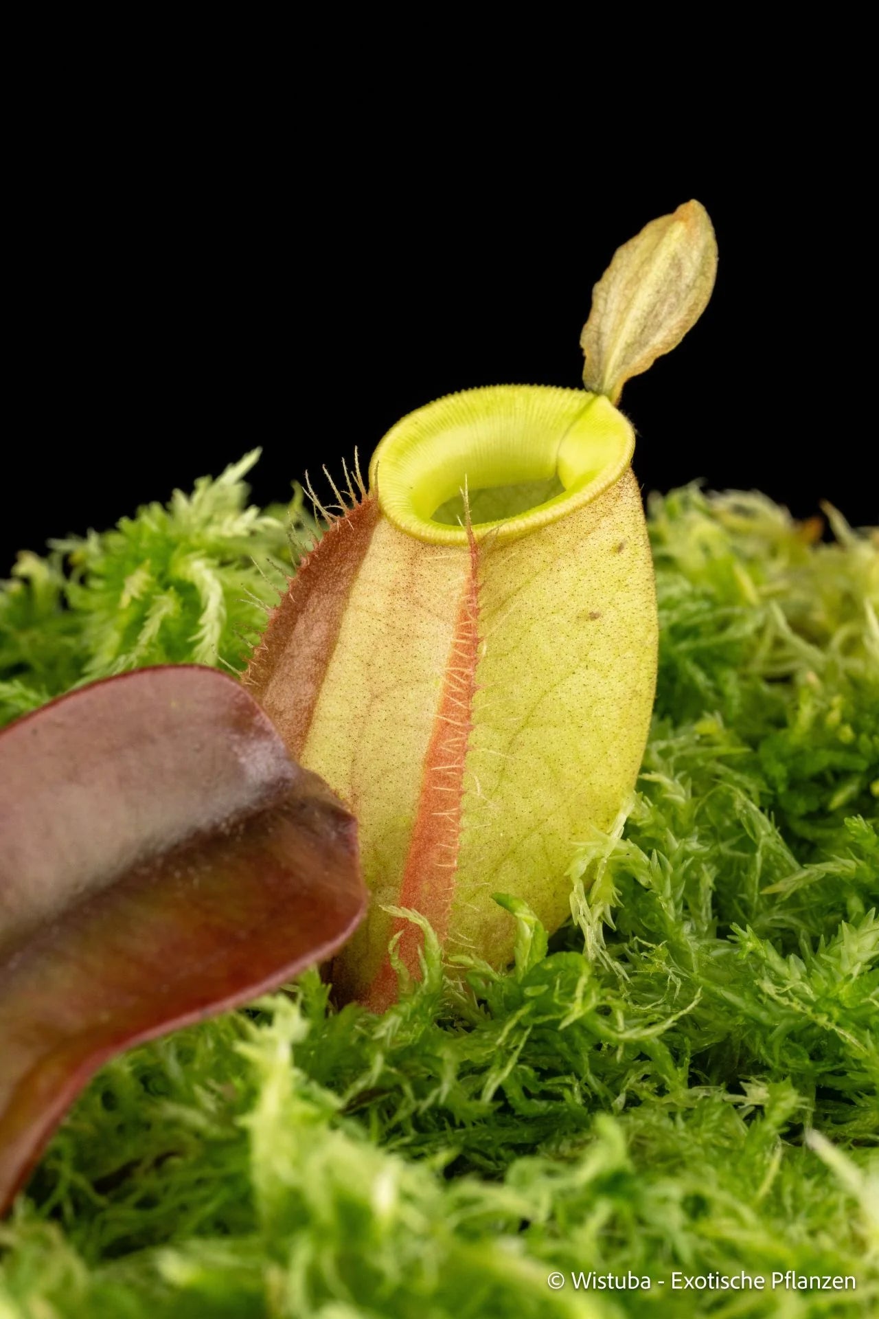 Nepenthes ampullaria, orange leaf (Tayeve, Irian Jaya) 大森食虫植物農園