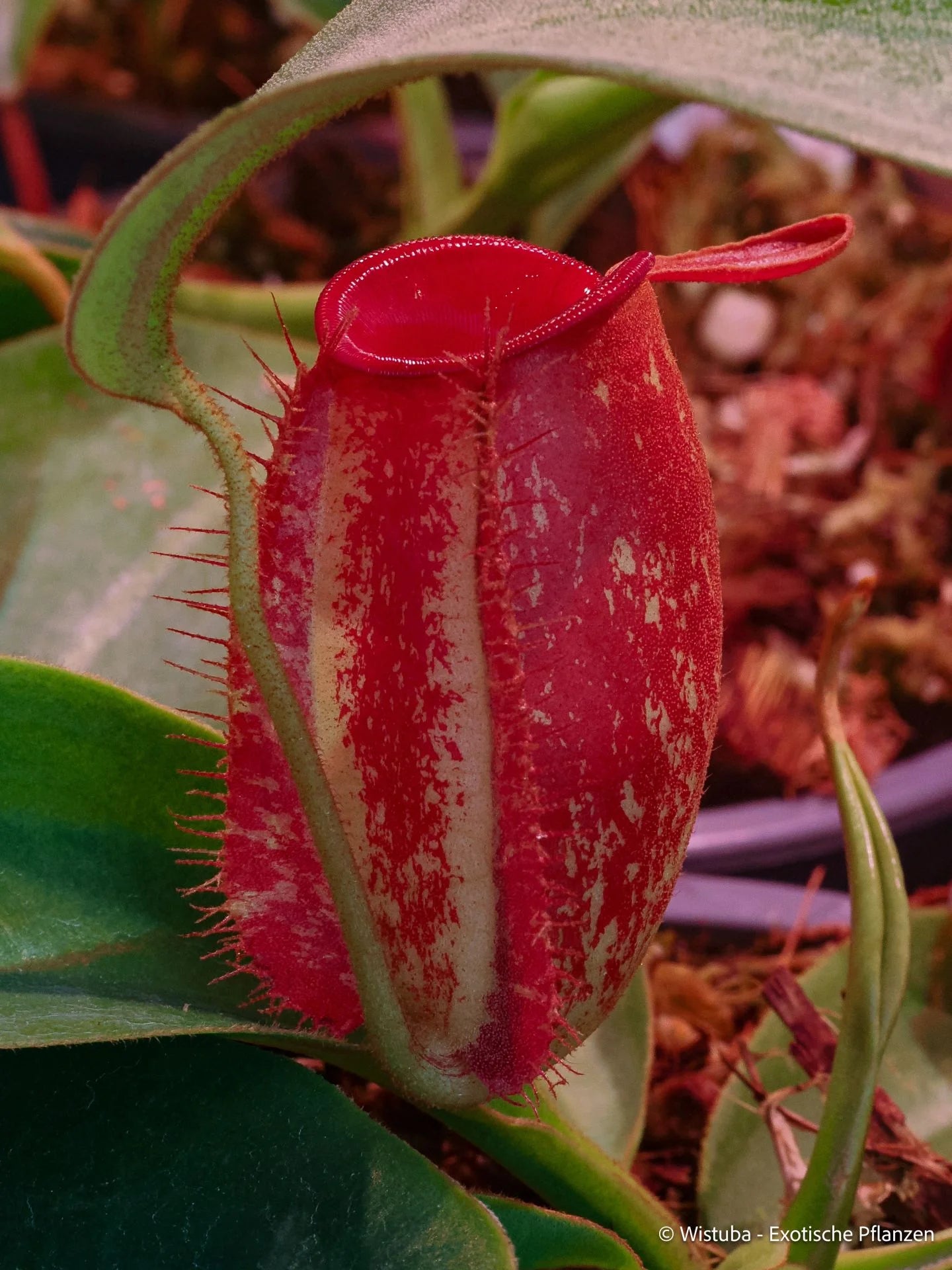 Nepenthes ampullaria (reddish pitcher, red peristome) 大森食虫植物農園