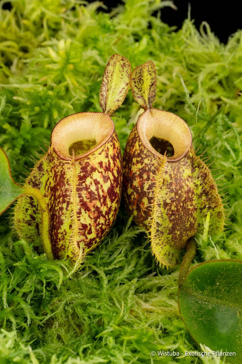 Nepenthes ampullaria, speckled, tricolor (Tayeve, Irian Jaya) 大森食虫植物農園