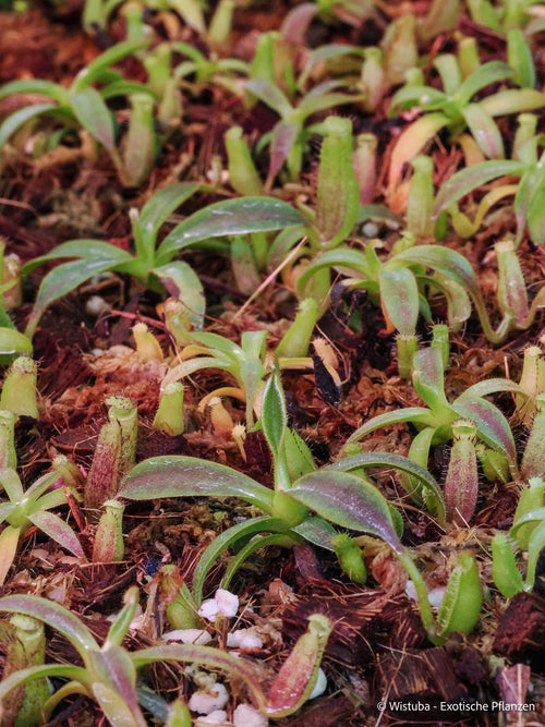 Nepenthes appendiculata (Hose Mountains, Sarawak) 大森食虫植物農園