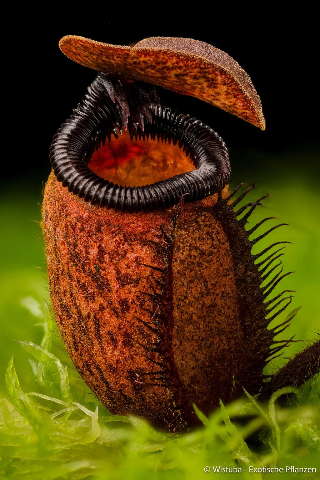 Nepenthes argentii (Mt Guiting-Guiting, Sibuyan) 大森食虫植物農園