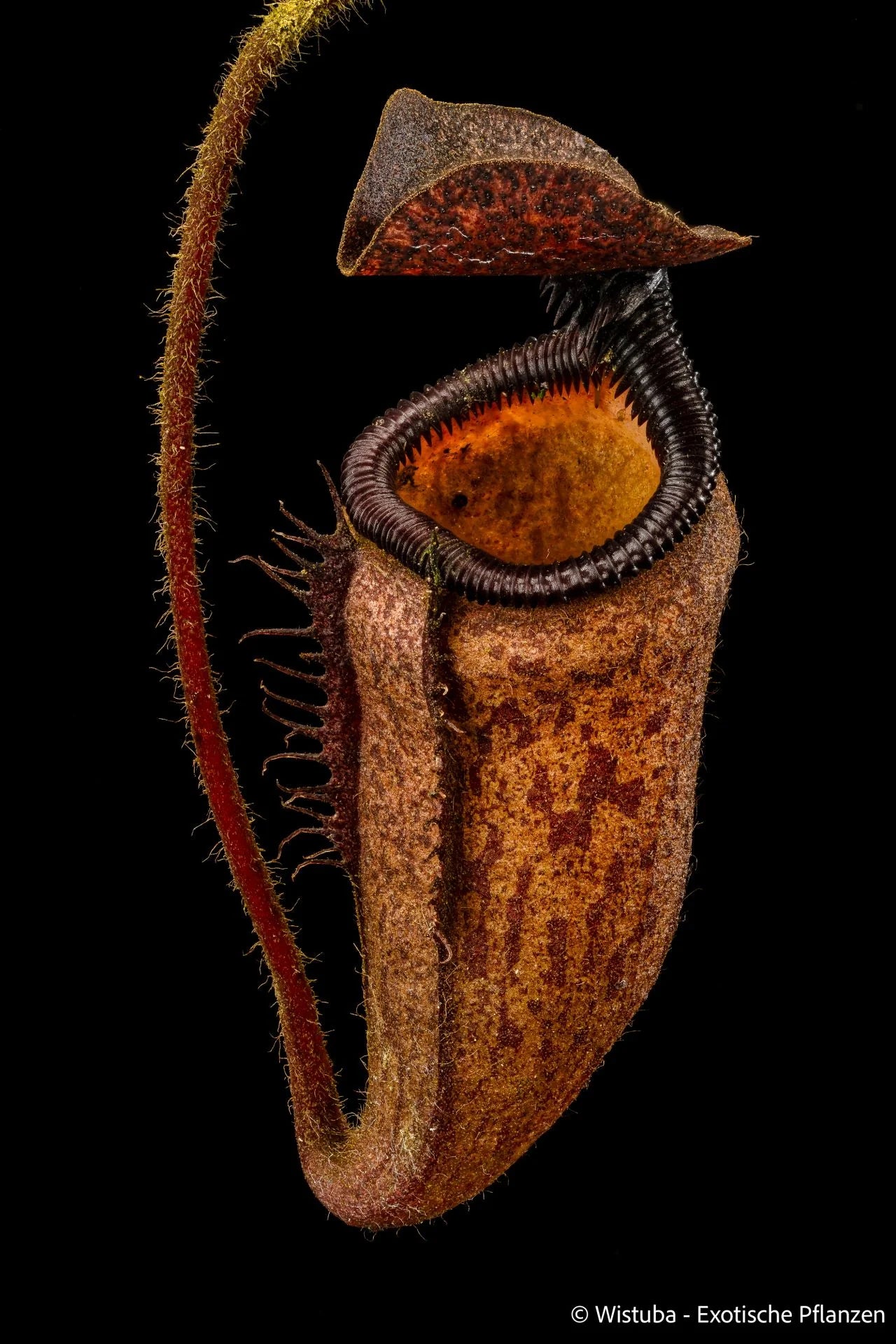 Nepenthes argentii (Mt Guiting-Guiting, Sibuyan) 大森食虫植物農園