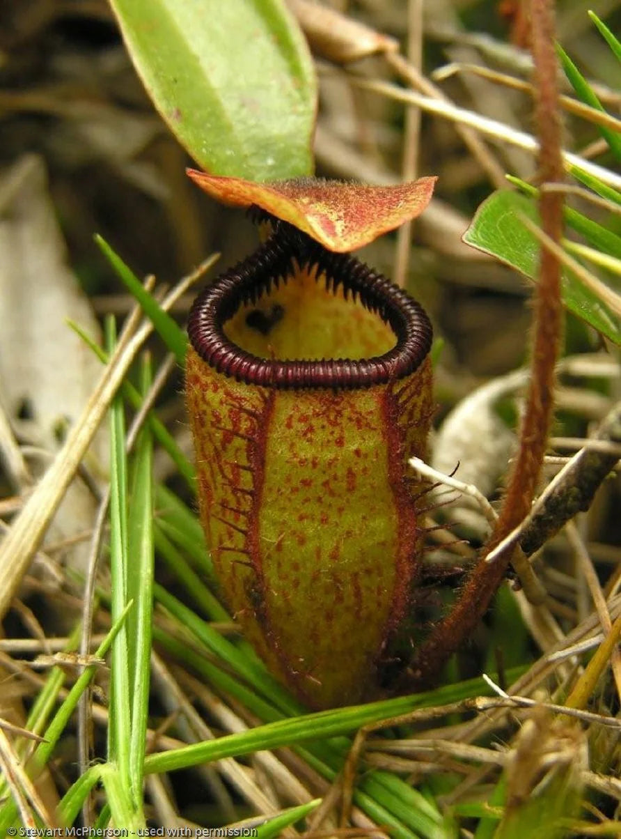 Nepenthes argentii (Mt Guiting-Guiting, Sibuyan) 大森食虫植物農園