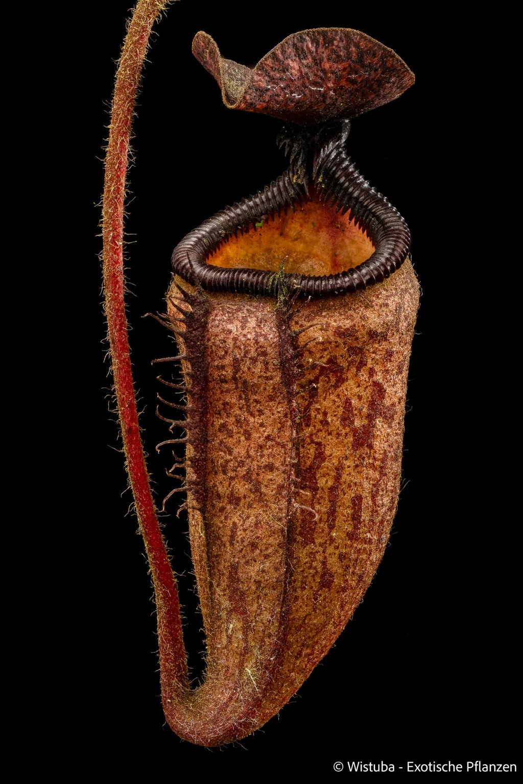 Nepenthes argentii (Mt Guiting-Guiting, Sibuyan) 大森食虫植物農園