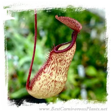 Nepenthes argentii x armin {Sibuyan, Philippines} [BCP ID# N288-04] / 1株の苗, サイズ 5-9 cm 大森食虫植物農園