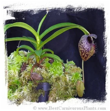 Nepenthes aristolochioides [BCP ID# N375-03] / 1株の苗, サイズ 2-5 cm 大森食虫植物農園
