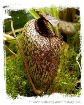 Nepenthes aristolochioides [BCP ID# N375-03] / 1株の苗, サイズ 2-5 cm 大森食虫植物農園