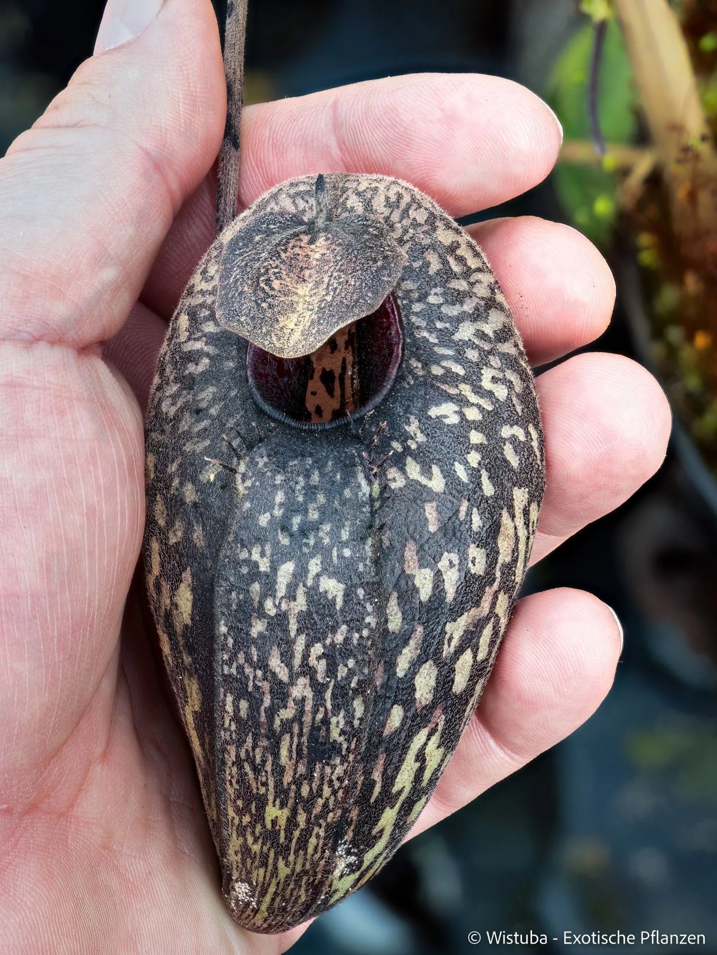 Nepenthes aristolochioides (Sumatra) 大森食虫植物農園
