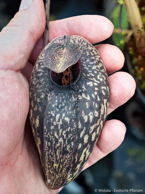 Nepenthes aristolochioides (Sumatra) 大森食虫植物農園