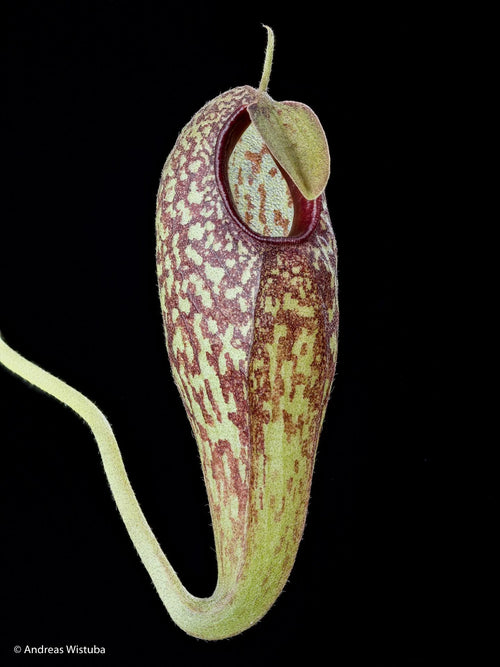 Nepenthes aristolochioides (Sumatra) 大森食虫植物農園