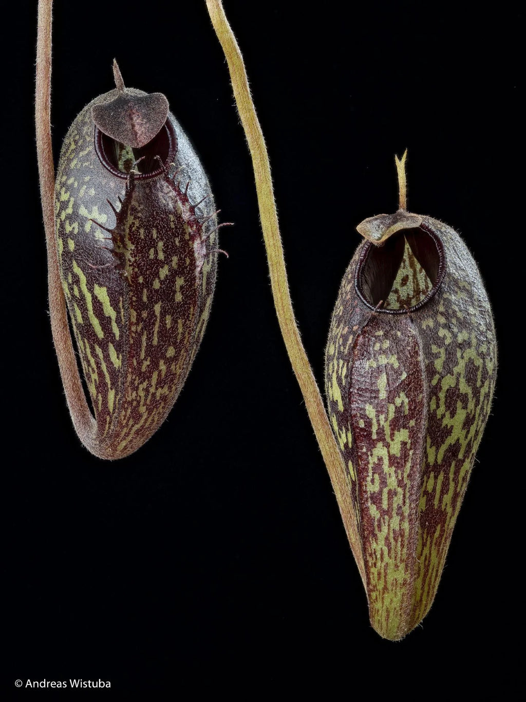 Nepenthes aristolochioides (Sumatra) 大森食虫植物農園