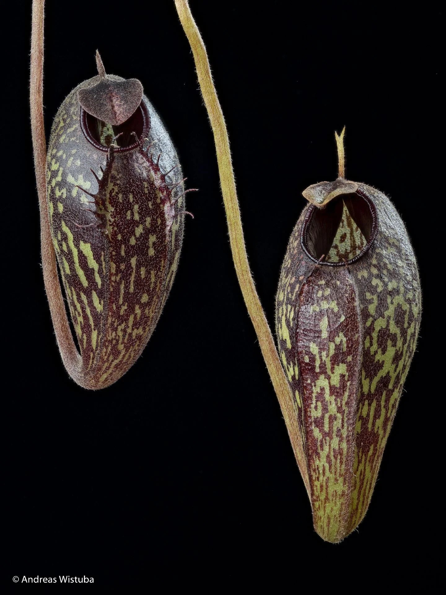 Nepenthes aristolochioides (Sumatra) 大森食虫植物農園