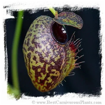 Nepenthes aristolochioides {seedgrown individuals, Gunung Tujuh, Sumatra, Indonesia} [BCP ID# N2502-00] / 1株の苗, サイズ 2-5 cm 大森食虫植物農園