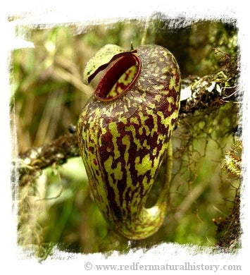Nepenthes aristolochioides x ? {probably natural hybrid} [BCP ID# N375-17] / 2株の苗, サイズ 3-5 cm 大森食虫植物農園