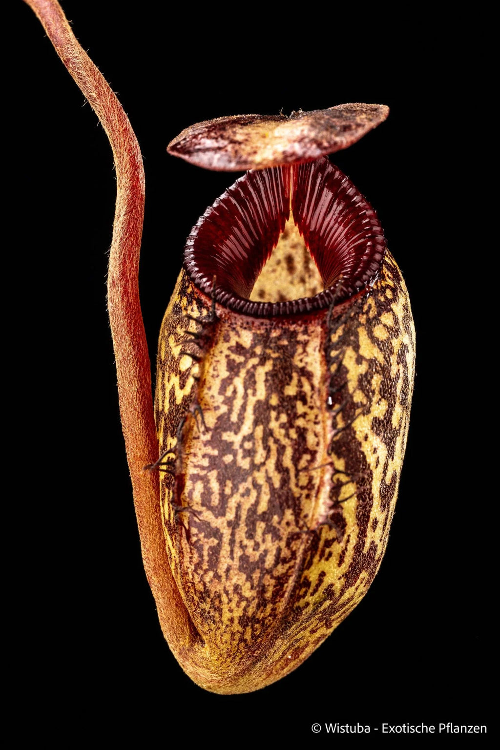 Nepenthes aristolochioides x (flava x edwardsiana) 大森食虫植物農園