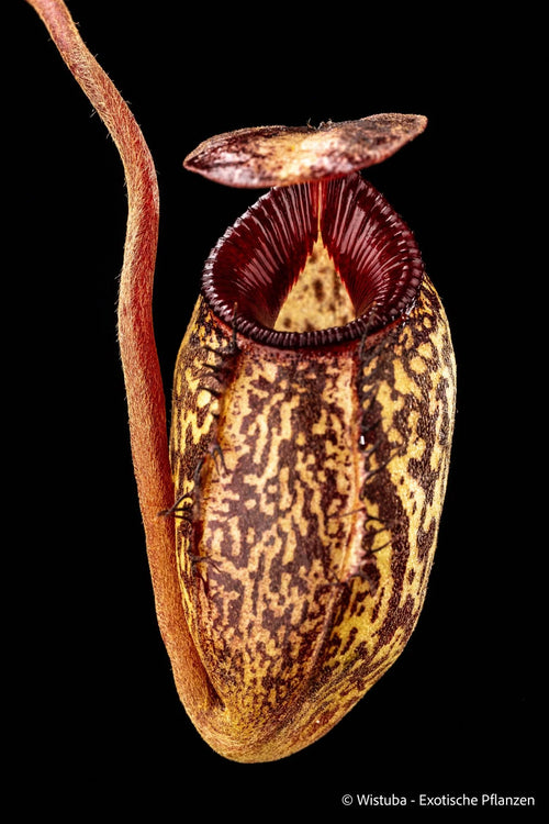 Nepenthes aristolochioides x (flava x edwardsiana) 大森食虫植物農園