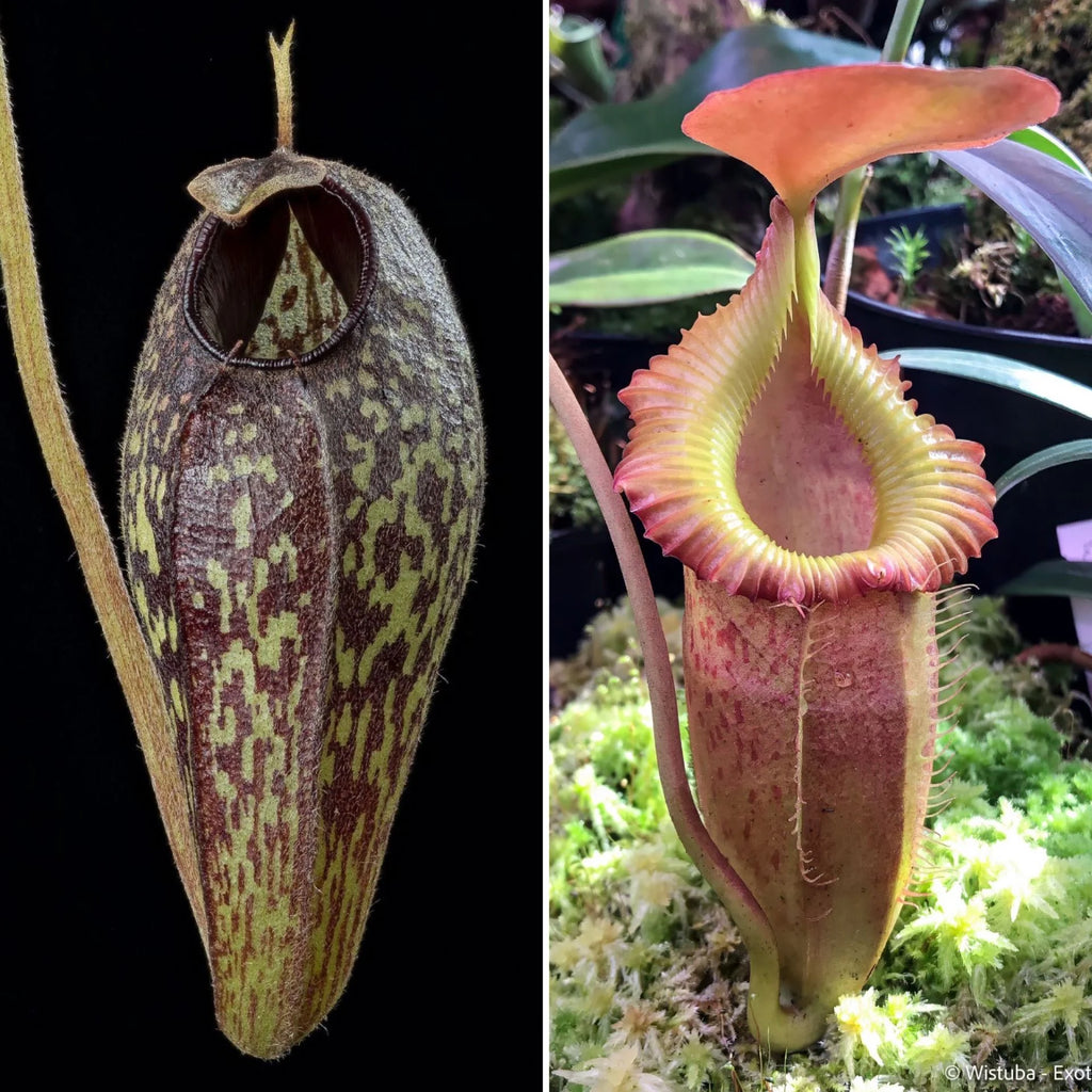 Nepenthes aristolochioides x (flava x edwardsiana) 大森食虫植物農園