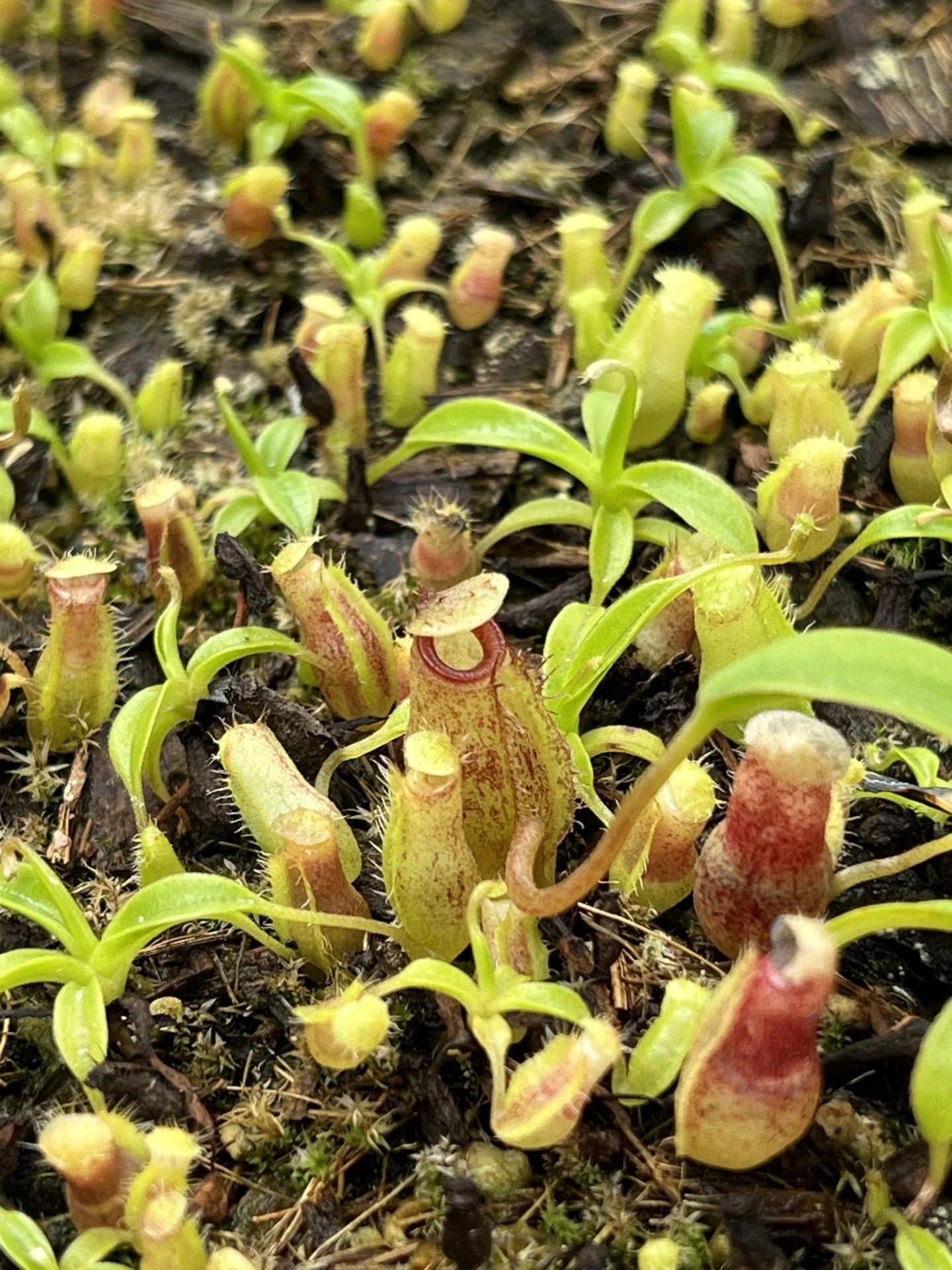 Nepenthes aristolochioides x (flava x edwardsiana) 大森食虫植物農園