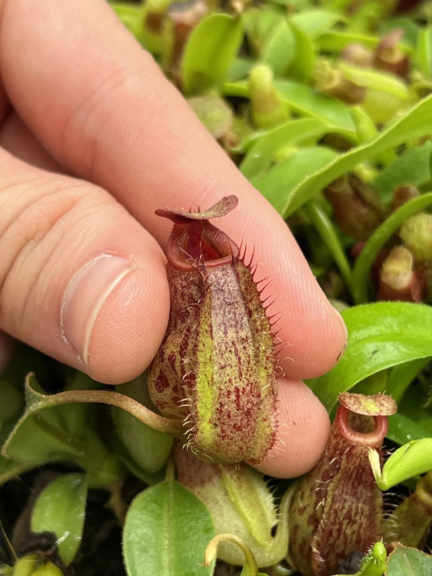 Nepenthes aristolochioides x (veitchii x lowii) 大森食虫植物農園