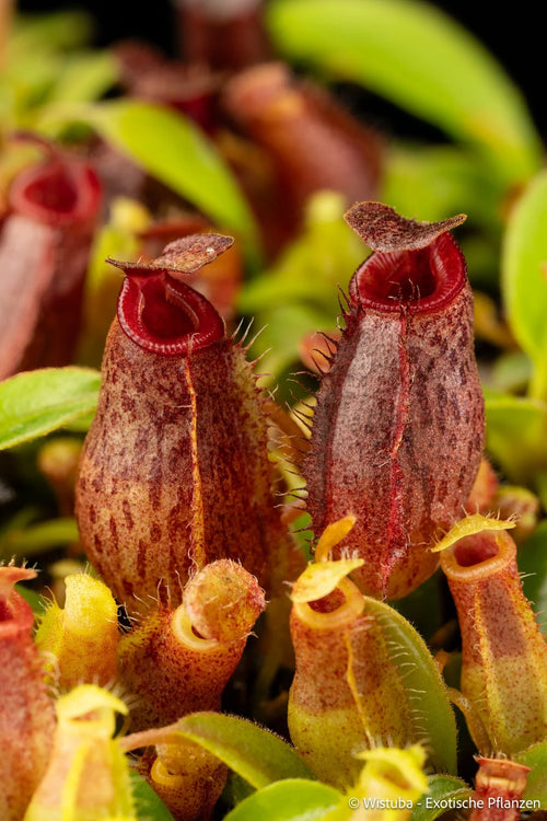 Nepenthes aristolochioides x (veitchii x lowii) 大森食虫植物農園