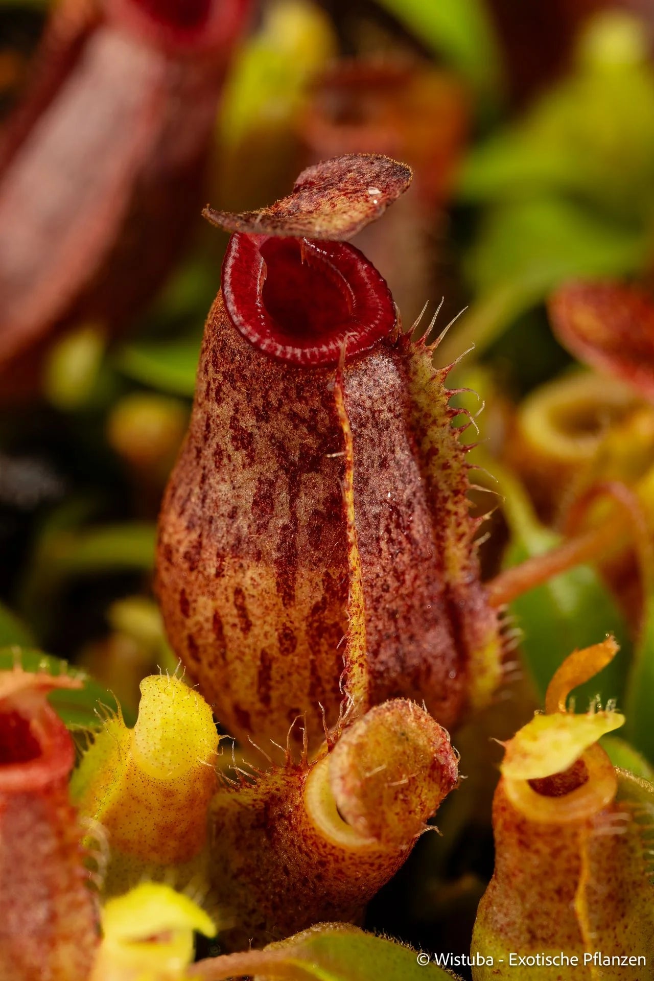 Nepenthes aristolochioides x (veitchii x lowii) 大森食虫植物農園