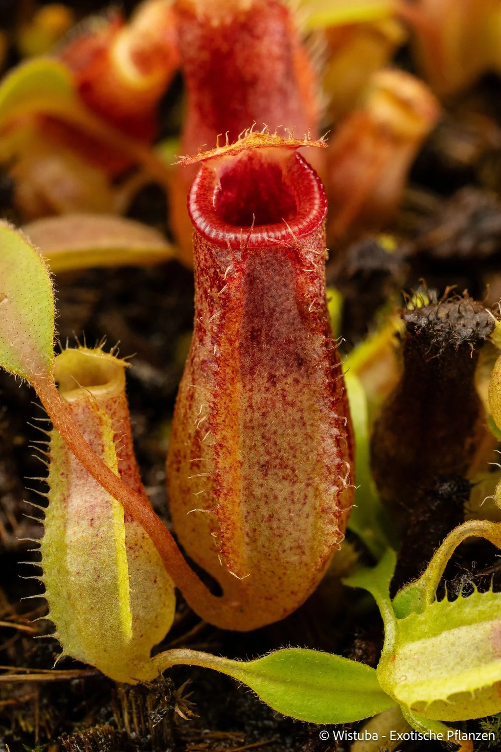 Nepenthes aristolochioides x (veitchii x lowii) 大森食虫植物農園