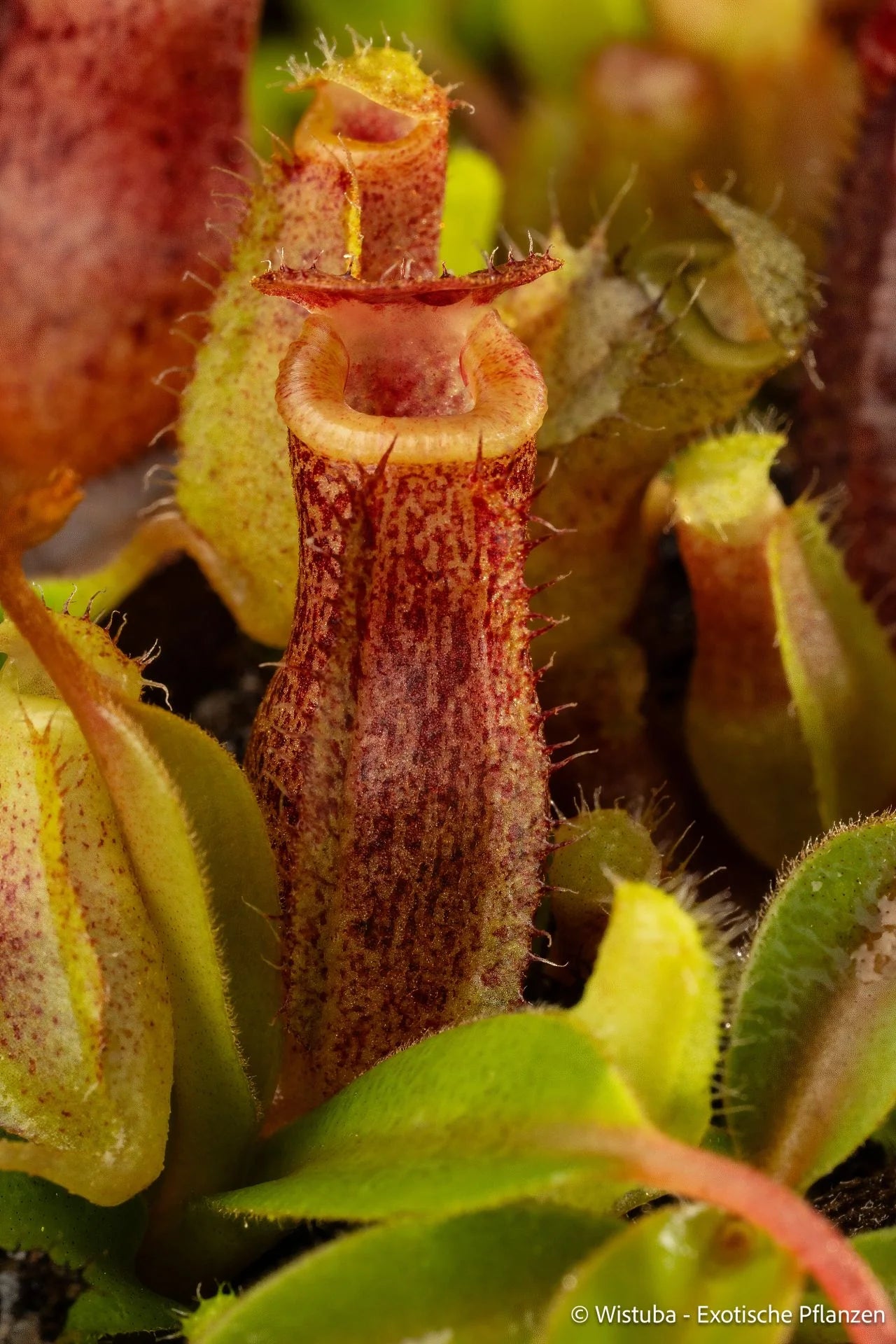 Nepenthes aristolochioides x (veitchii x lowii) 大森食虫植物農園