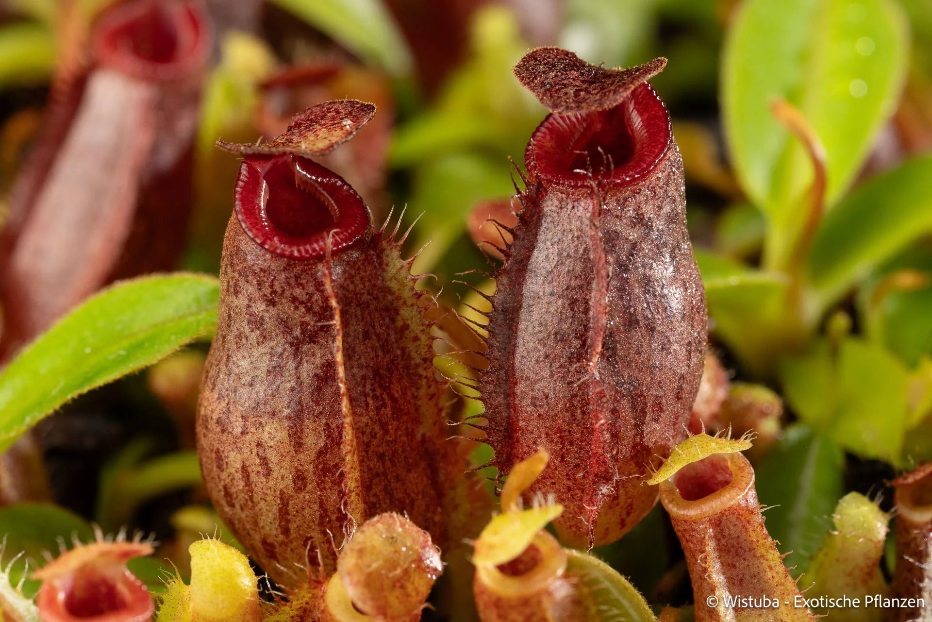 Nepenthes aristolochioides x (veitchii x lowii) 大森食虫植物農園
