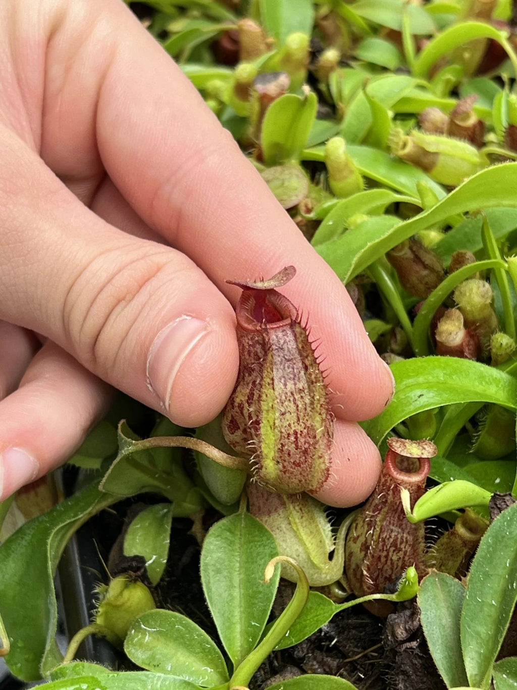 Nepenthes aristolochioides x (veitchii x lowii) 大森食虫植物農園