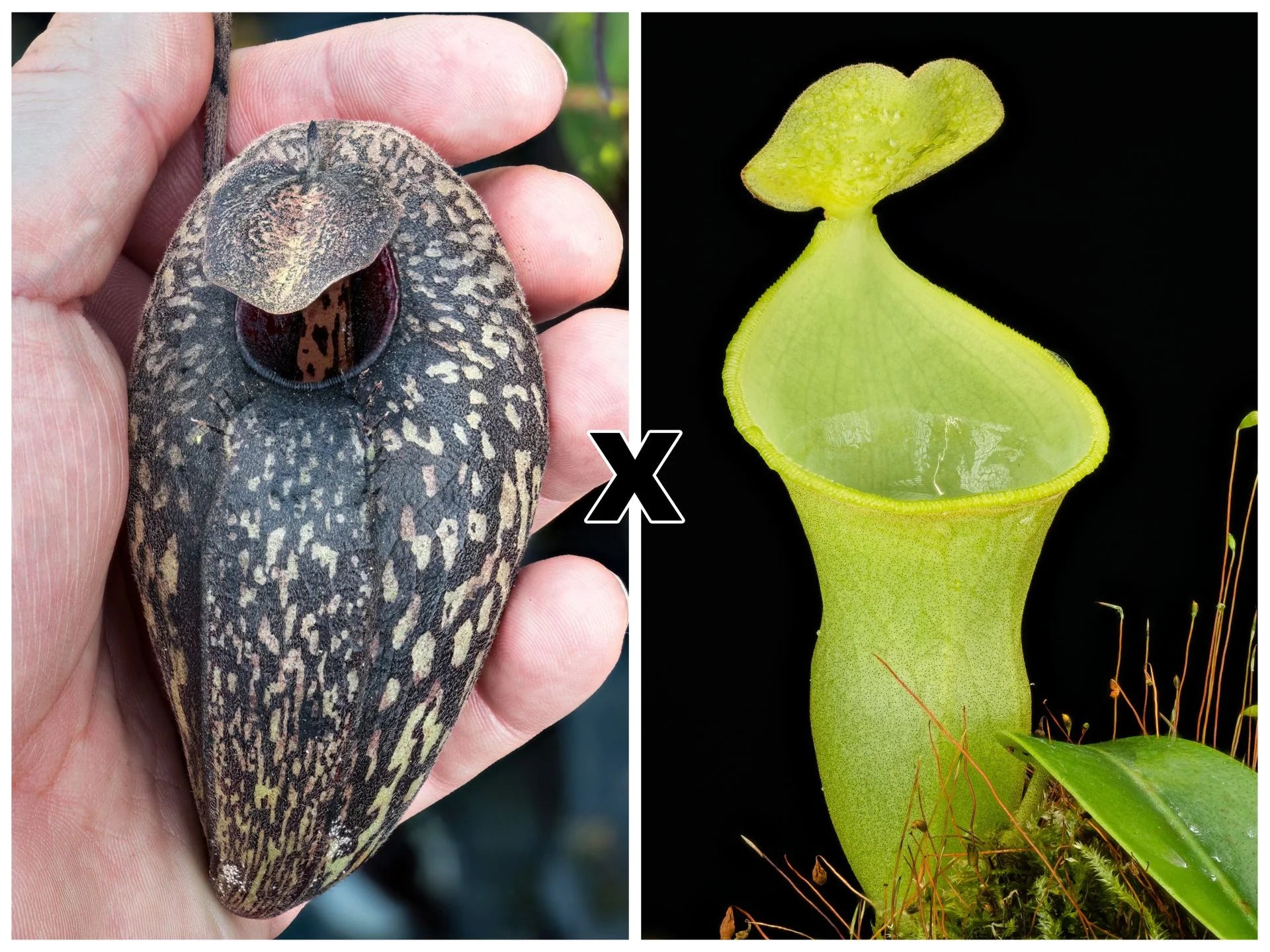 Nepenthes aristolochioides x campanulata 大森食虫植物農園