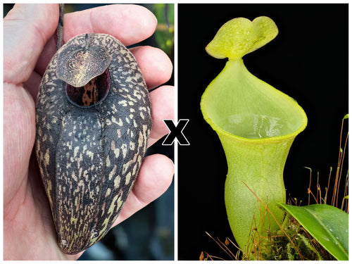 Nepenthes aristolochioides x campanulata 大森食虫植物農園